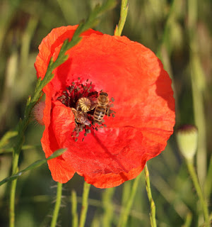 Two bees on one poppy flower at once