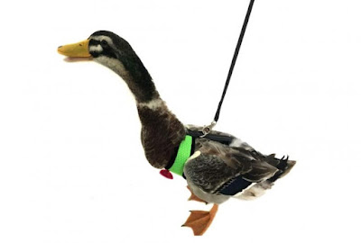 Now, You Can Take Your Bird That Can't Fly For A Walk By Using This Chicken Harness By Yesito