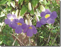 flores 7