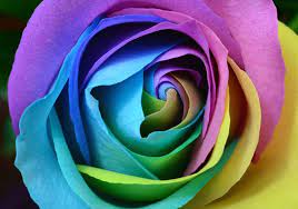 রামধনু গোলাপ ফুলের ছবি - Picture of rainbow rose flower