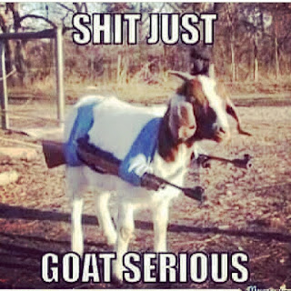 funny goat pictures