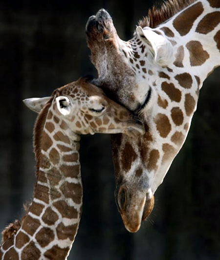 Funny mom and baby giraffe