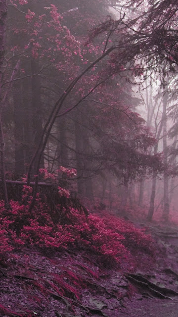 Pink Forest Desktop Wallpaper