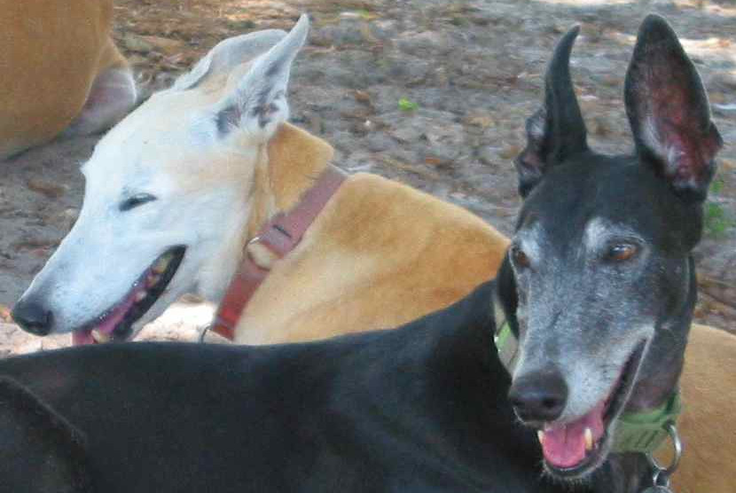 Good Greyhound