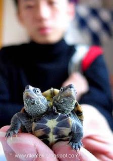 Two Headed Turtle 