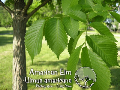 elm tree identification pictures. american elm tree