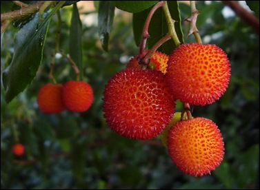 Arbutus unedo