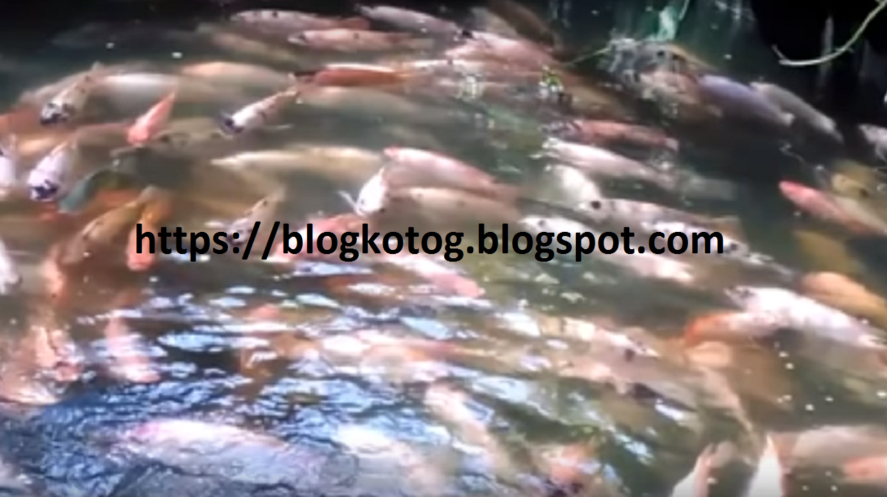  Perkembangbiakan Ikan  nila Blog Go Blog