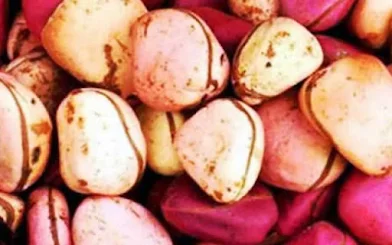 Health Benefits Of Kola Nut