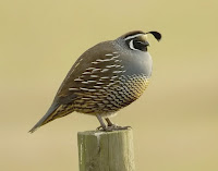 California quail male, Point Reyes, CA photo by Yathin sk, 2007