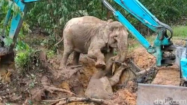 Menegangkan Proses Evakuasi Anak Gajah Masuk Lubang di Siak