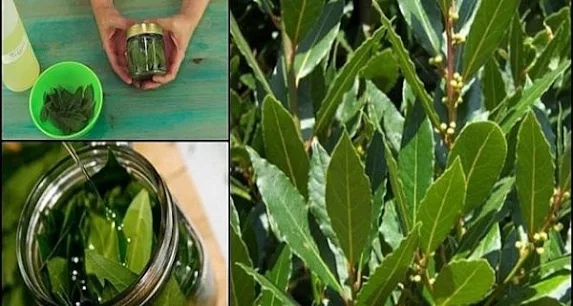 How To Use Olive Oil and Bay Leaves For Combined Benefits