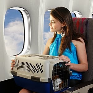 ¿Cómo viajar con mascotas?