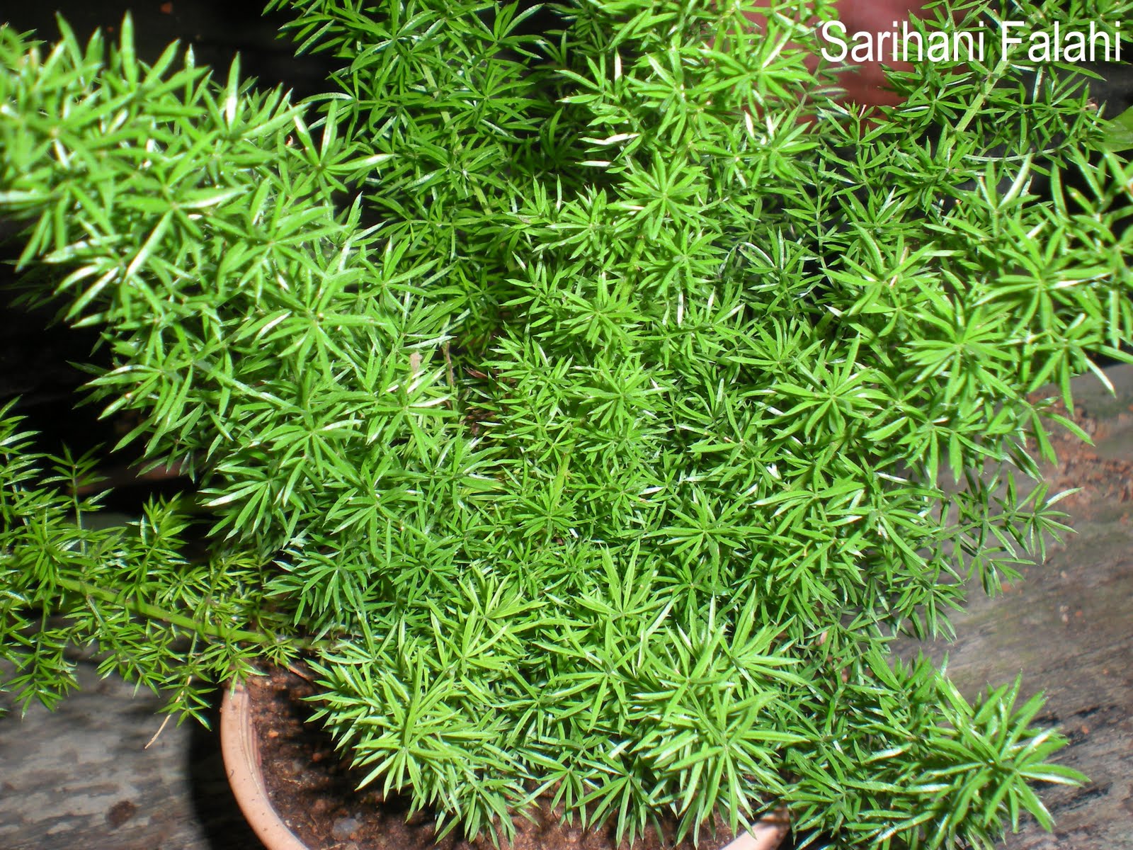 Hati Berdetik dan Berbisik: Asparagus aka Rumput Bambu