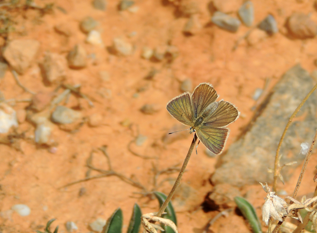 Anverso de Polyommatus fulgens