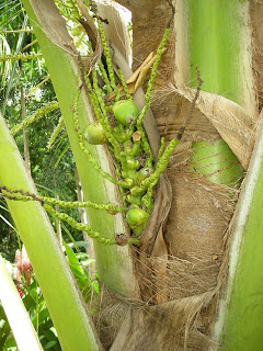 Coconut palm, La Ceiba, Honduras