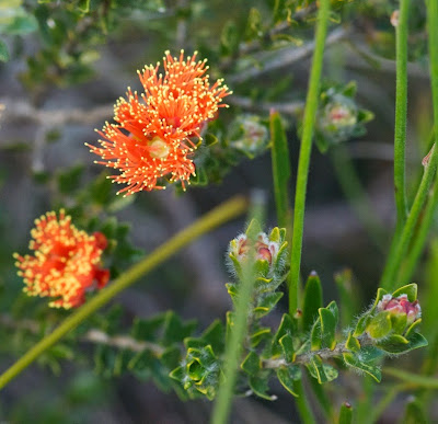 Sticky Eremaea (Eremaea beaufortioides)