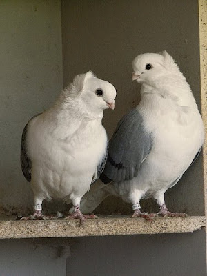 Old German Owl Pigeon