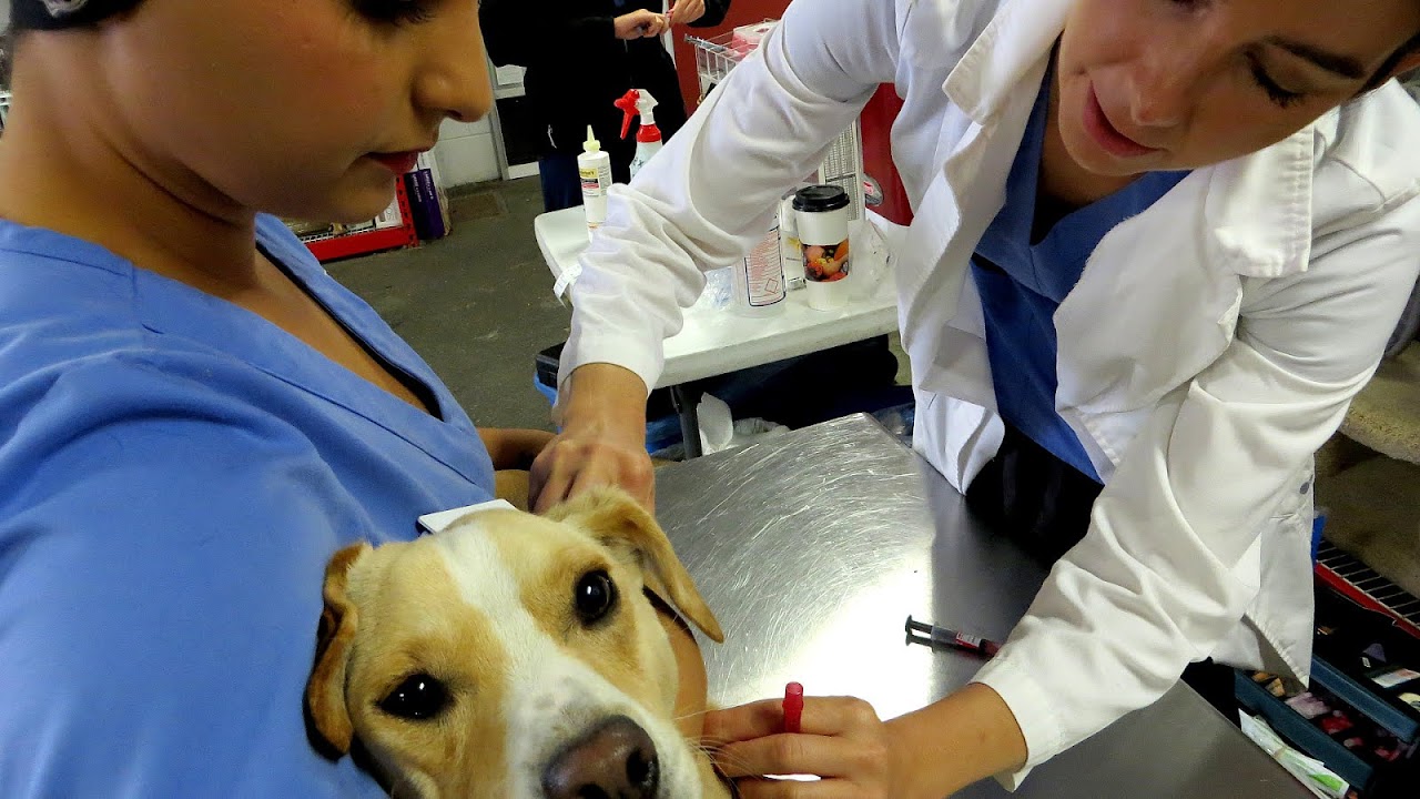 Does Pet Insurance Cover Vaccinations