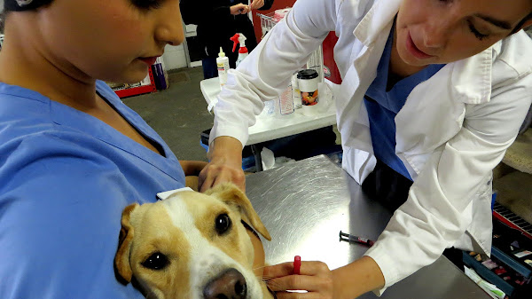 Does Pet Insurance Cover Vaccinations