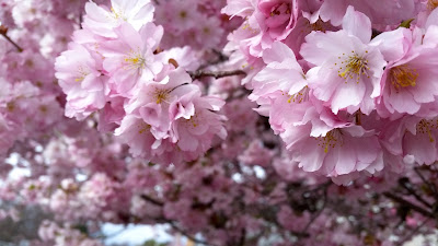 Cherry Blossoms up close