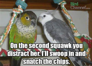 Squawk