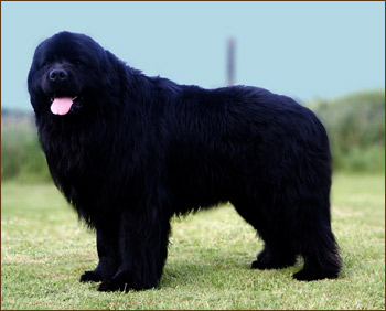 Giant Newfoundland Dog