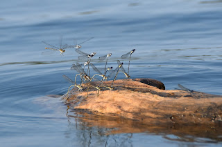 Dragonflies on Beaver Lake in Arkansas