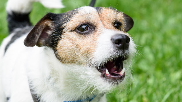 The Best Humane Techniques to Stop Dog Barking