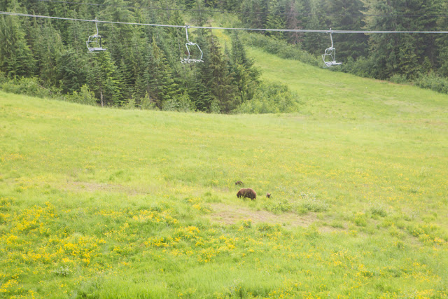 Grizzly bear with two cubs on the gondola