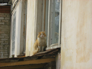 Azure-Eyed Ginger-White Cat