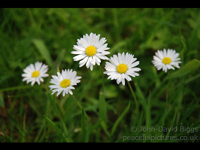 five daisies against green grass