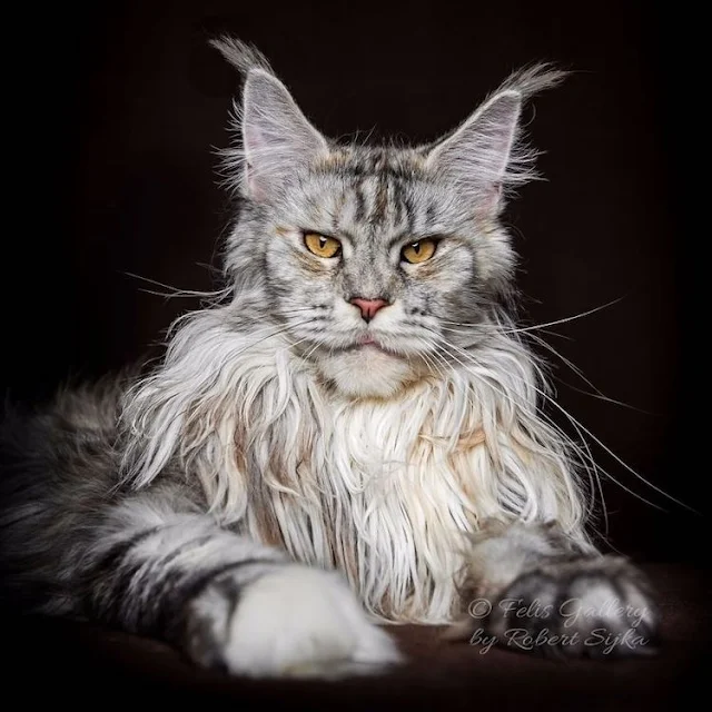 Maine Coon Cats, Fascinating Facts, Gentle Giants, Feline World, Discovering