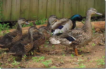 baby mallards