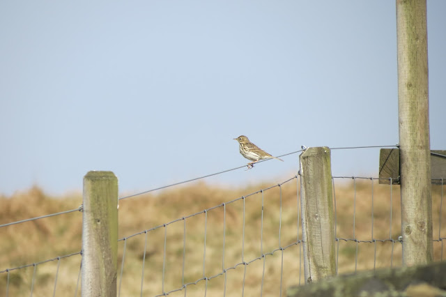 A meadow pipit, streaky brown and buff, perches on the wire fence.