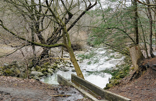 Creek where many dogs visit after getting muddy in the off-leash park.