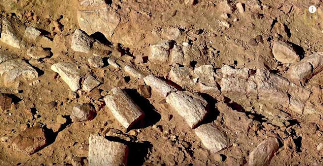 Penemuan terbaru fosil buaya prasejarah yang mempunyai berat hampir 3 tan berusia 130 juta tahun