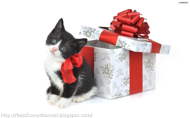 Kitten and Christmas box. 