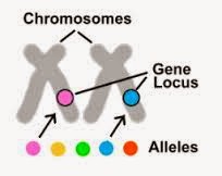 position of genes on chromosome