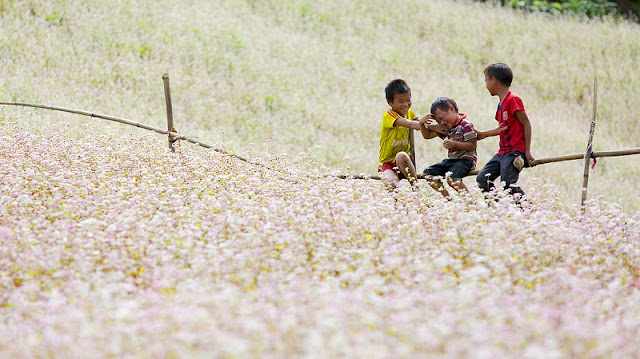 Ha Giang's wild beauty touches the hearts of visitors 1