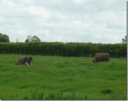 5 cow in furrow at braunston