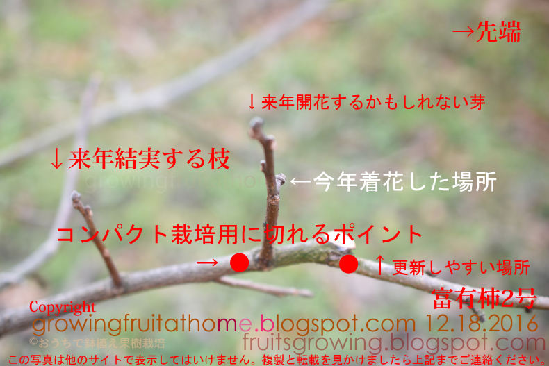 コンパクトな柿の木の剪定方法 家庭向け おいしい鉢植え果樹の栽培育て方 自宅を果樹園に