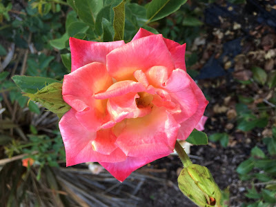 Coral Blush Rose and Two Buds Not Yet Open - gvan42