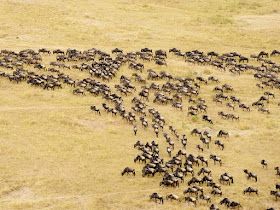 Masai Mara National Park Wild Animals 6