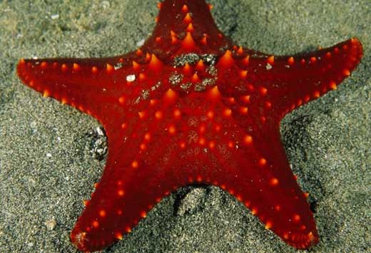bintang laut adalah  hewan  yang tidak memiliki otak 