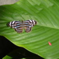 View album