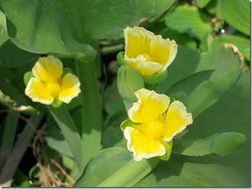 clip_image004