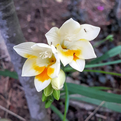 Família: Iridaceae Nome científico: Freesia x hybrida Sinomínia:  Nome(s)Popular(es): Fresia branca, Frísia, Junquílho, Fresilha.