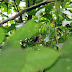 Variable Antshrike, Batará Variable