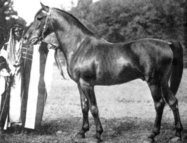 Banu Sanhadja Breeding focus Syrian blood lines
